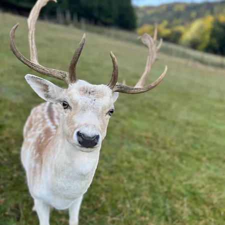別荘 Pierwiosnek - Cisza, Las, Balia I Totalny Relaks - Ucieknij Od Zgielku I Poczuj Spokoj Natury *