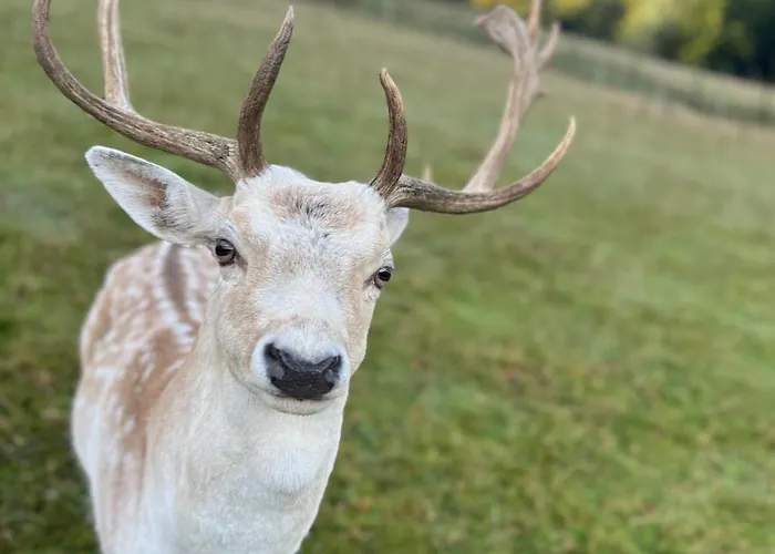 Vakantiehuis Pierwiosnek - Cisza, Las, Balia I Totalny Relaks - Ucieknij Od Zgielku I Poczuj Spokoj Natury *
