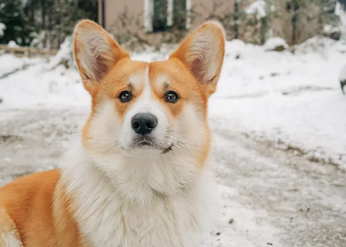 Pierwiosnek - Cisza, Las, Balia I Totalny Relaks - Ucieknij Od Zgielku I Poczuj Spokoj Natury Ustroń